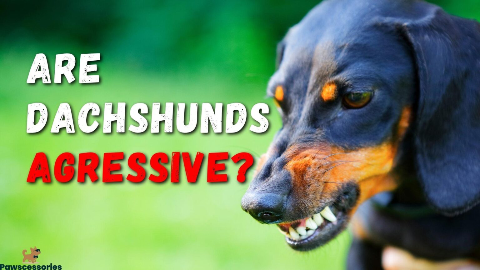 Are Dachshunds Aggressive? The Truth + 11 Helpful Tips