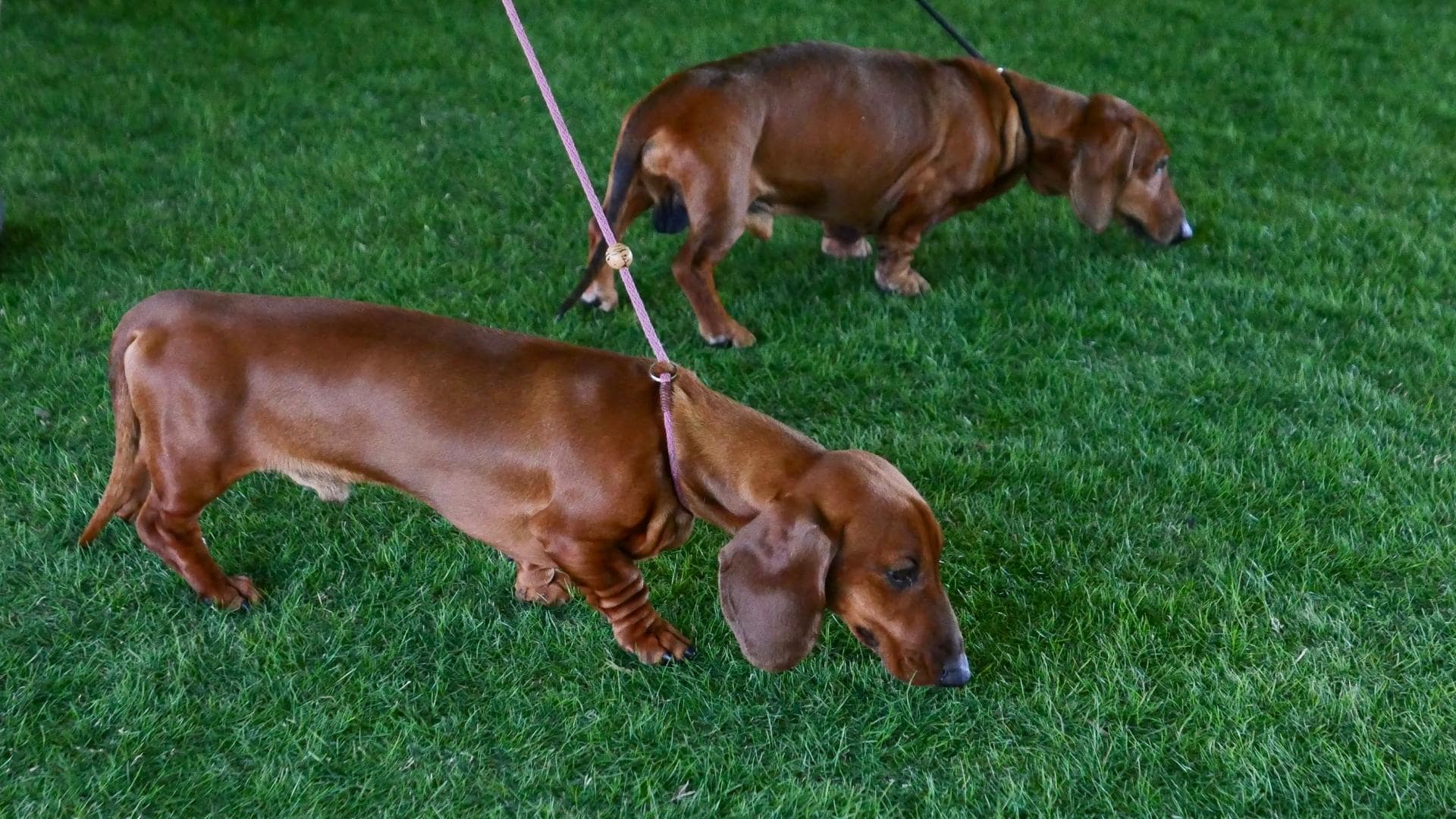 Are Dachshunds Jealous? (5 Reasons They Are + 6 Helpful Tips)