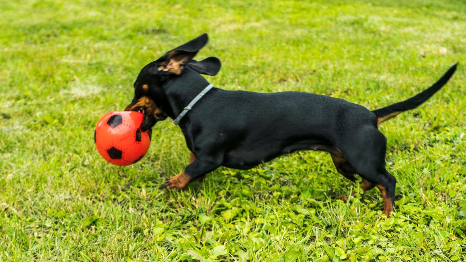 Are Dachshunds Jealous? (5 Reasons They Are + 6 Helpful Tips)
