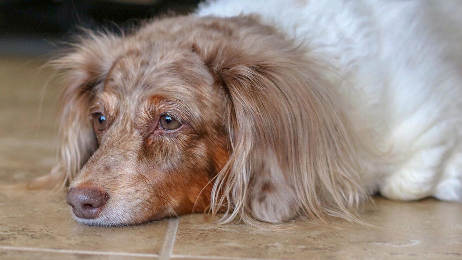 Are Dachshund Lazy? 8 Reasons They Can Be + Helpful Tips