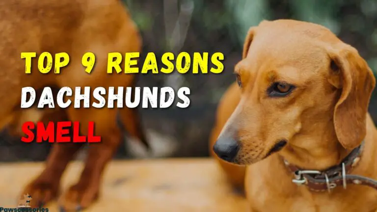 Why Do Dachshunds Smell? (9 Reasons + 8 Ways To Stop It)