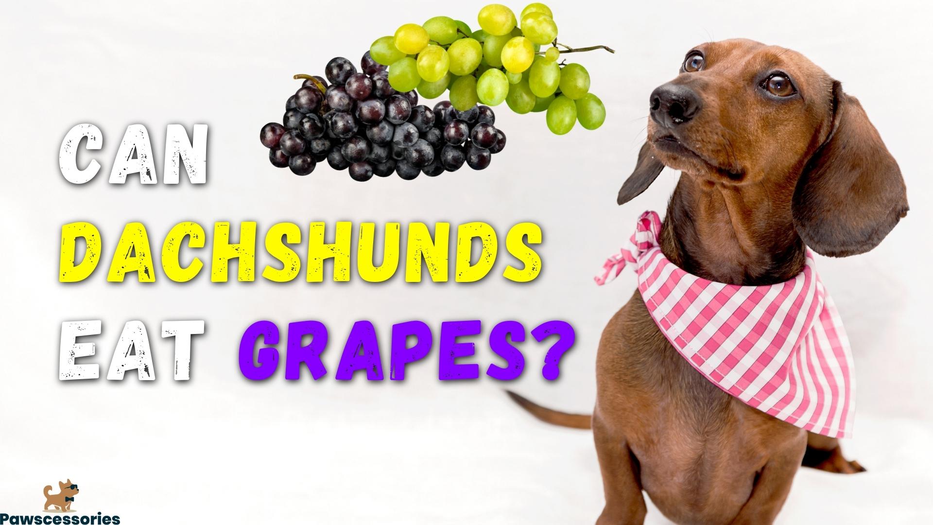 Can Dachshunds Eat Grapes? | Treatments & Symptoms If They Do