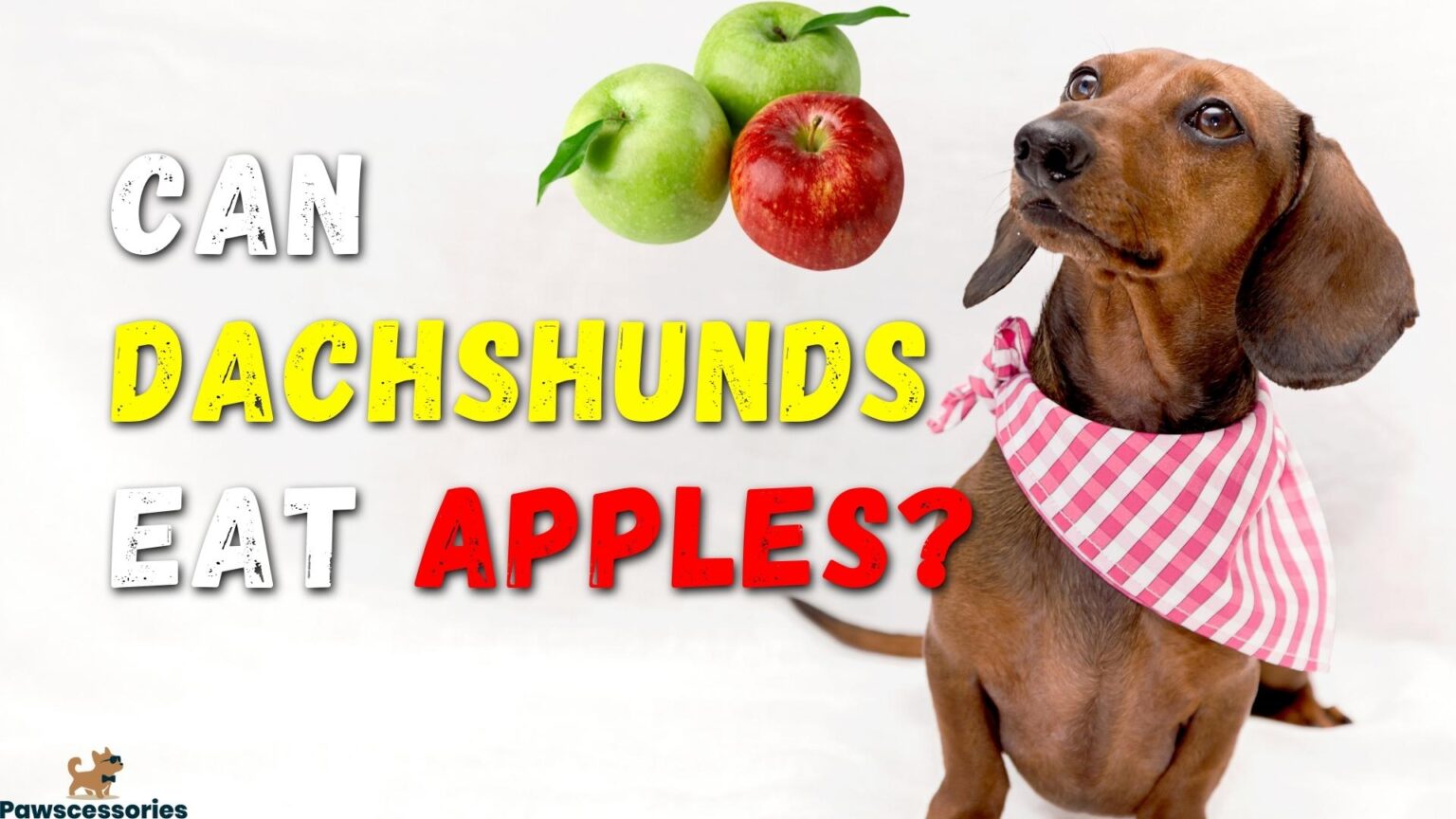 Can Dachshunds Eat Apples? Health Benefits + Dangers