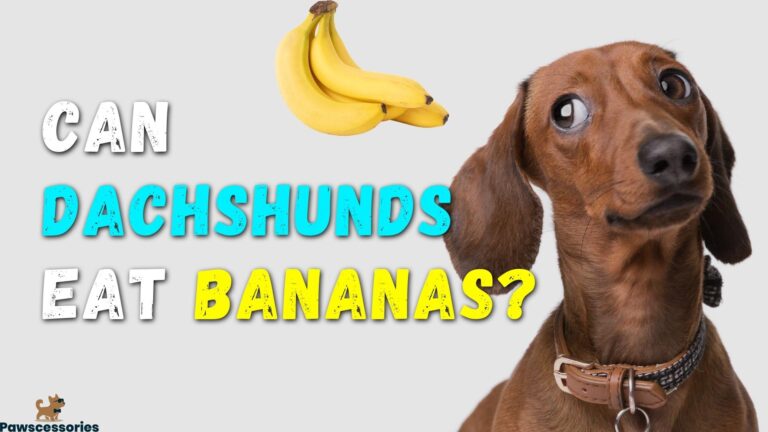 Picture of Can Dachshunds Eat Bananas? 13 Things You Should Know