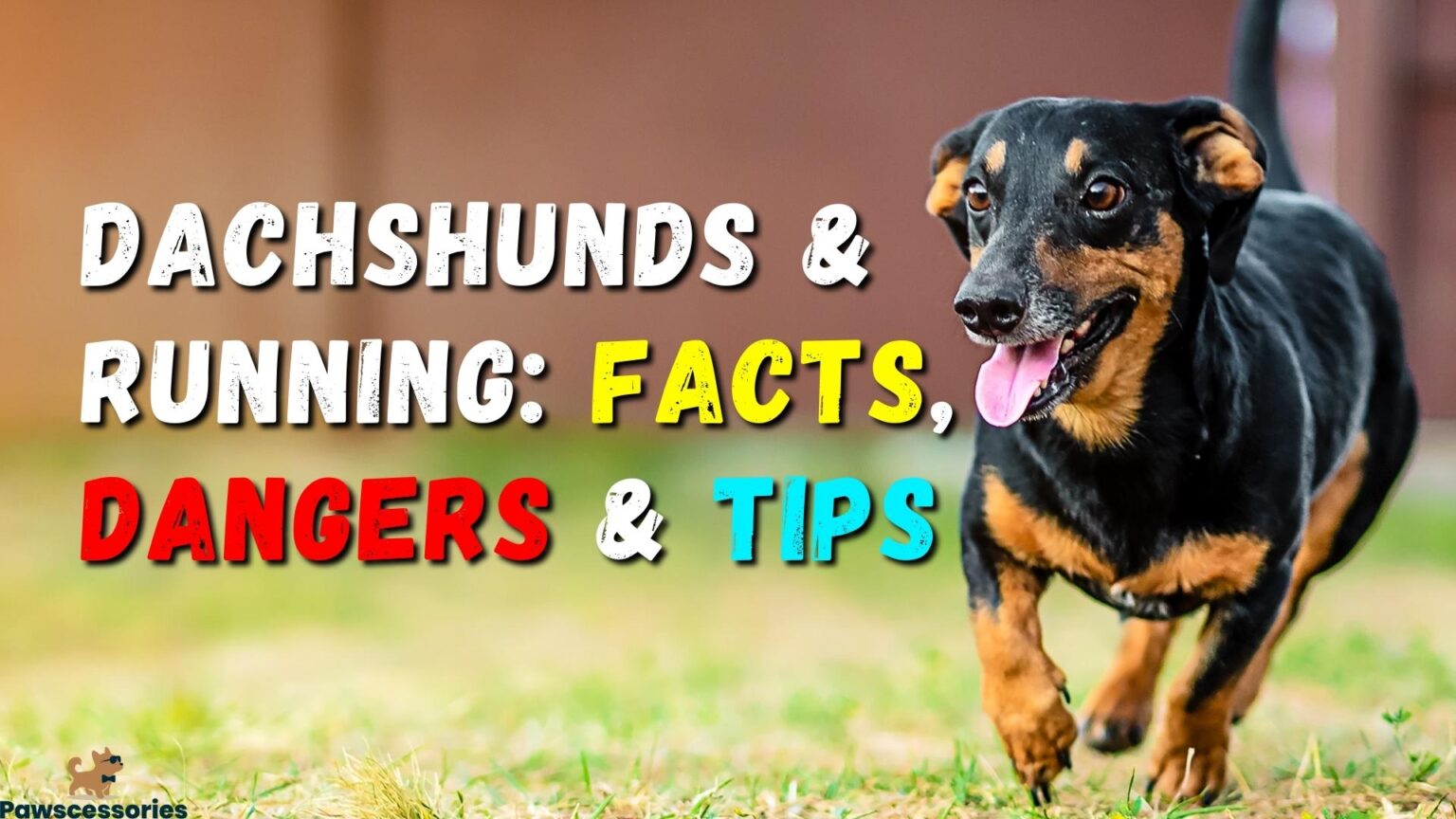 Dachshunds & Running 3 Facts, 3 Dangers & 4 Tips