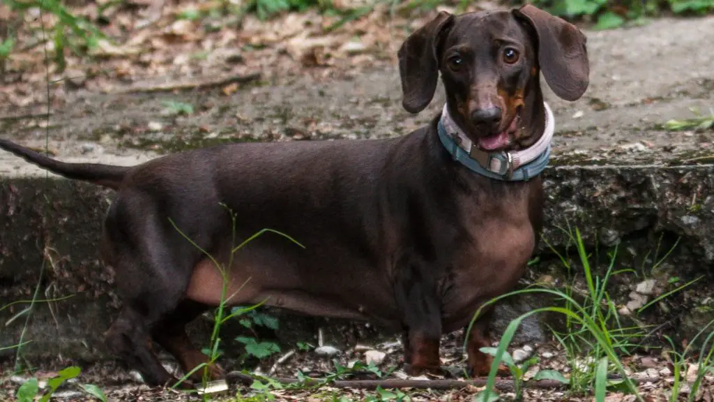 can dachshunds live outside