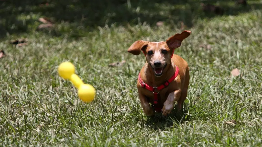 do dachshunds have bad teeth