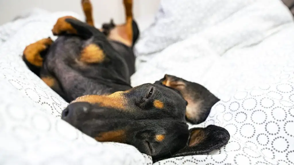 dachshund on back showing affection