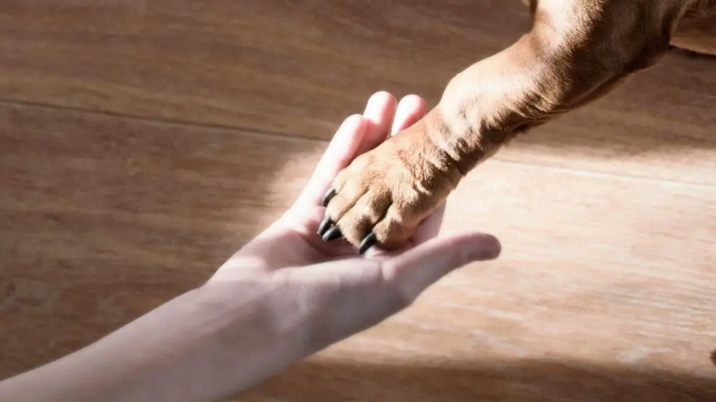 dachshund pawing to show affection