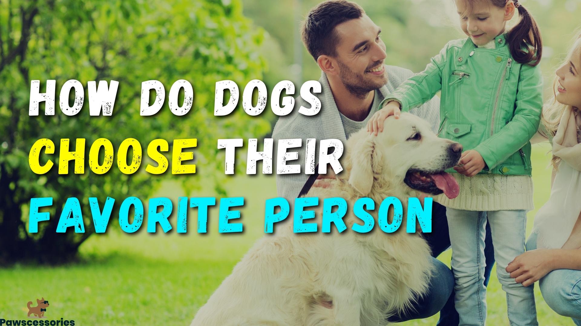 11 Ways Dogs Choose Their Favorite Person & Tips To Be Your Dogs