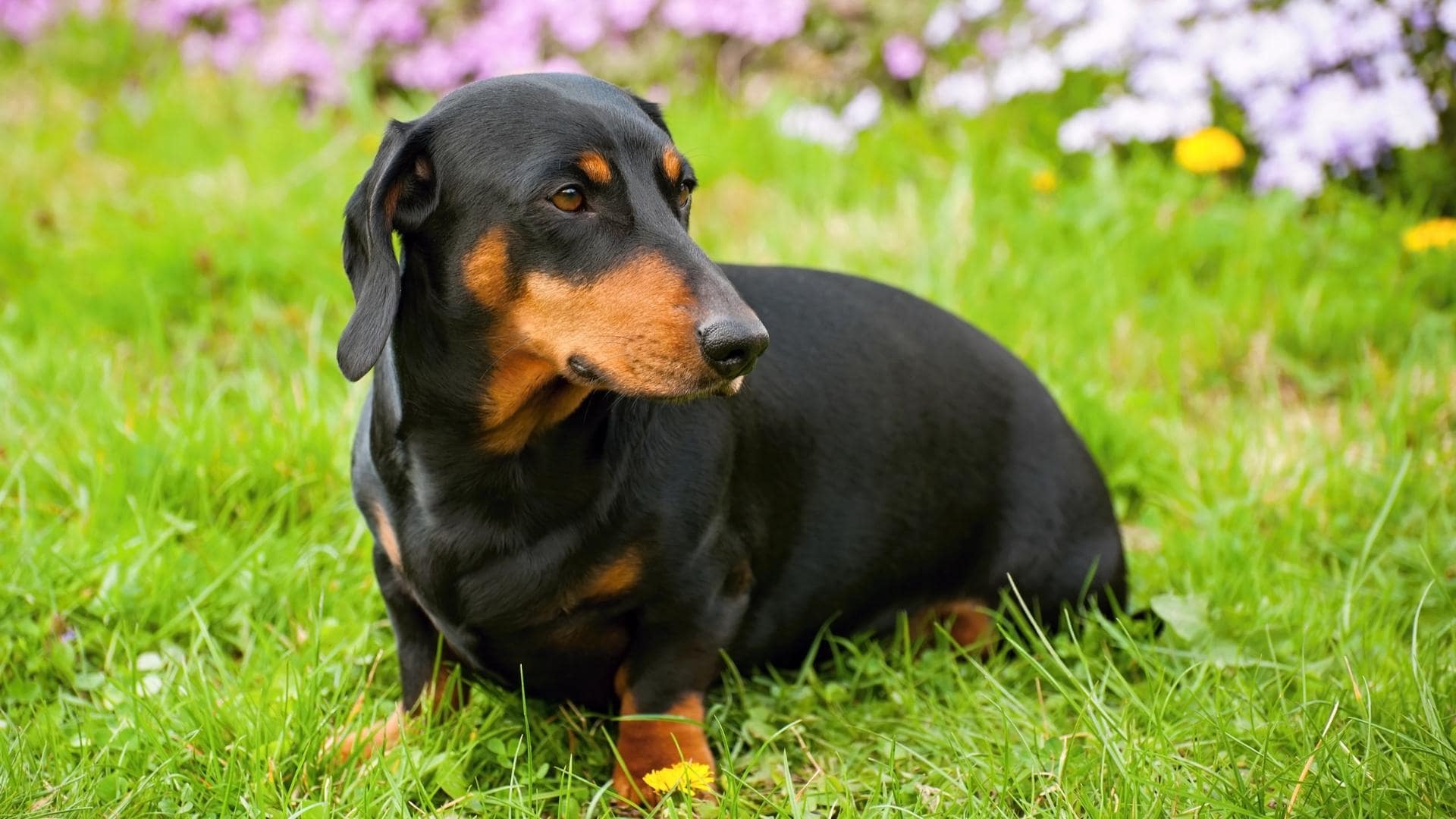 Why Is My Dachshund Getting So Fat? Top 6 Reasons + Tips
