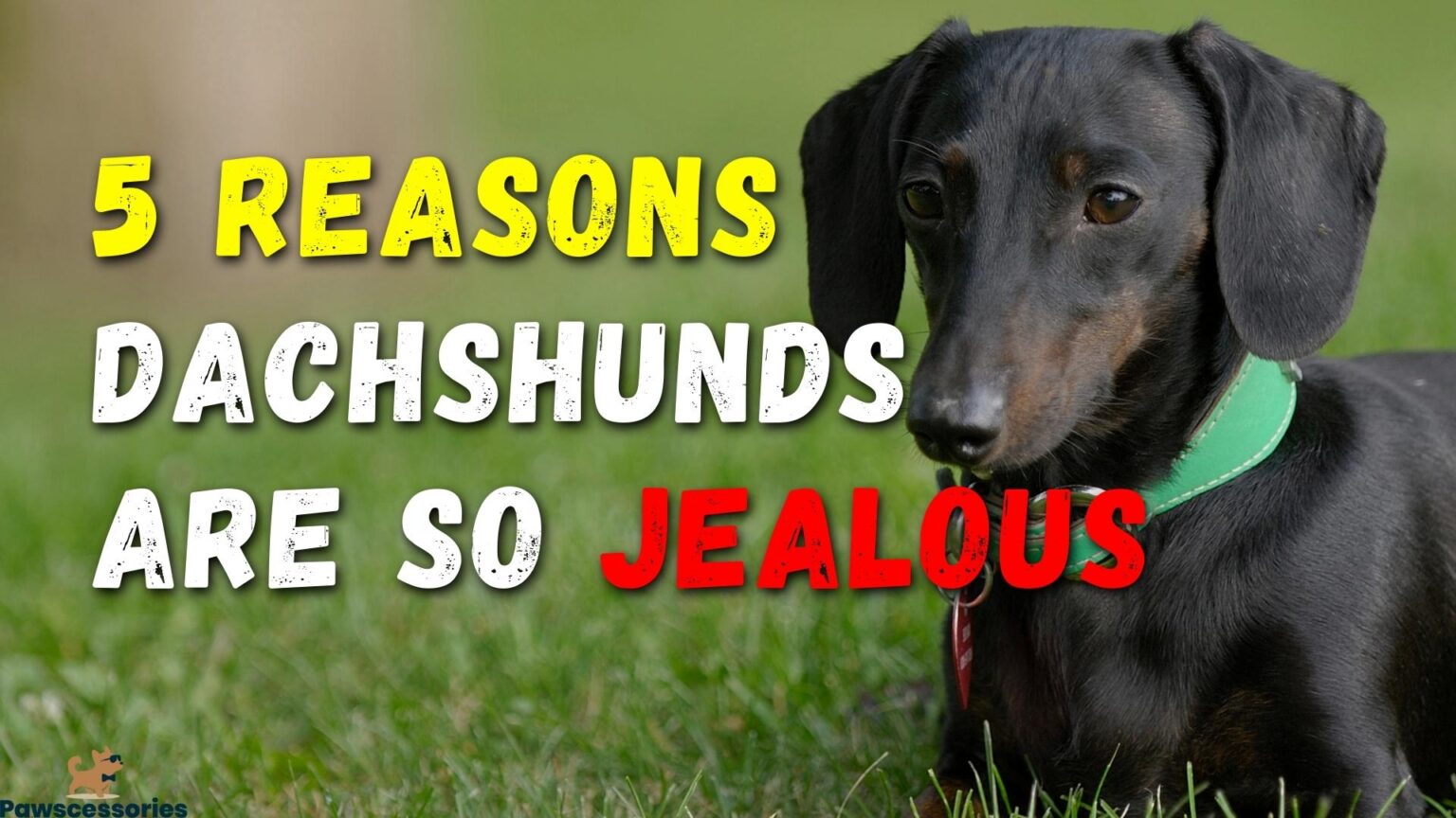 Are Dachshunds Jealous? (5 Reasons They Are + 6 Helpful Tips)