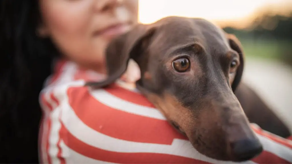 why are dachshunds so needy