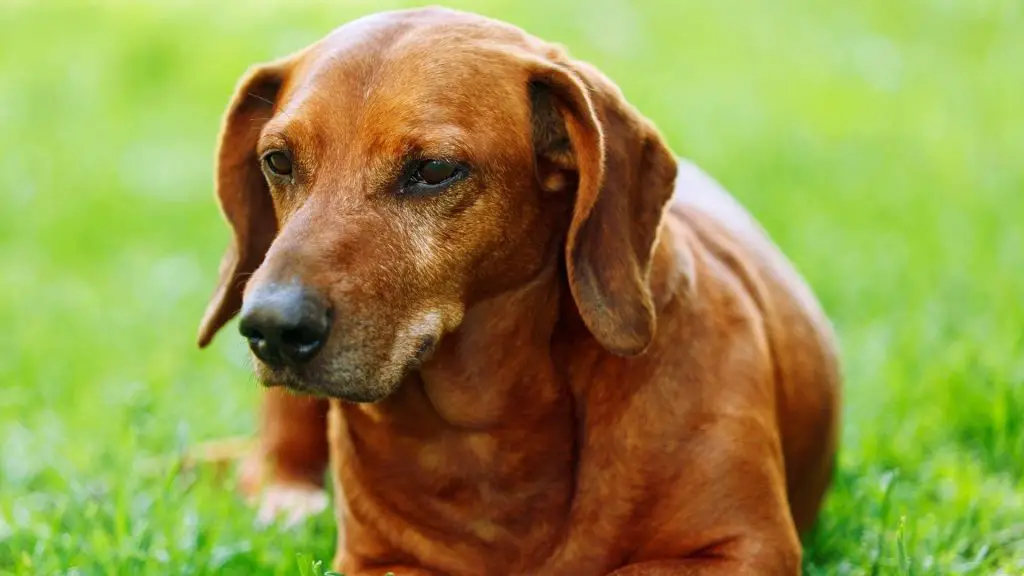 why are dachshunds so needy