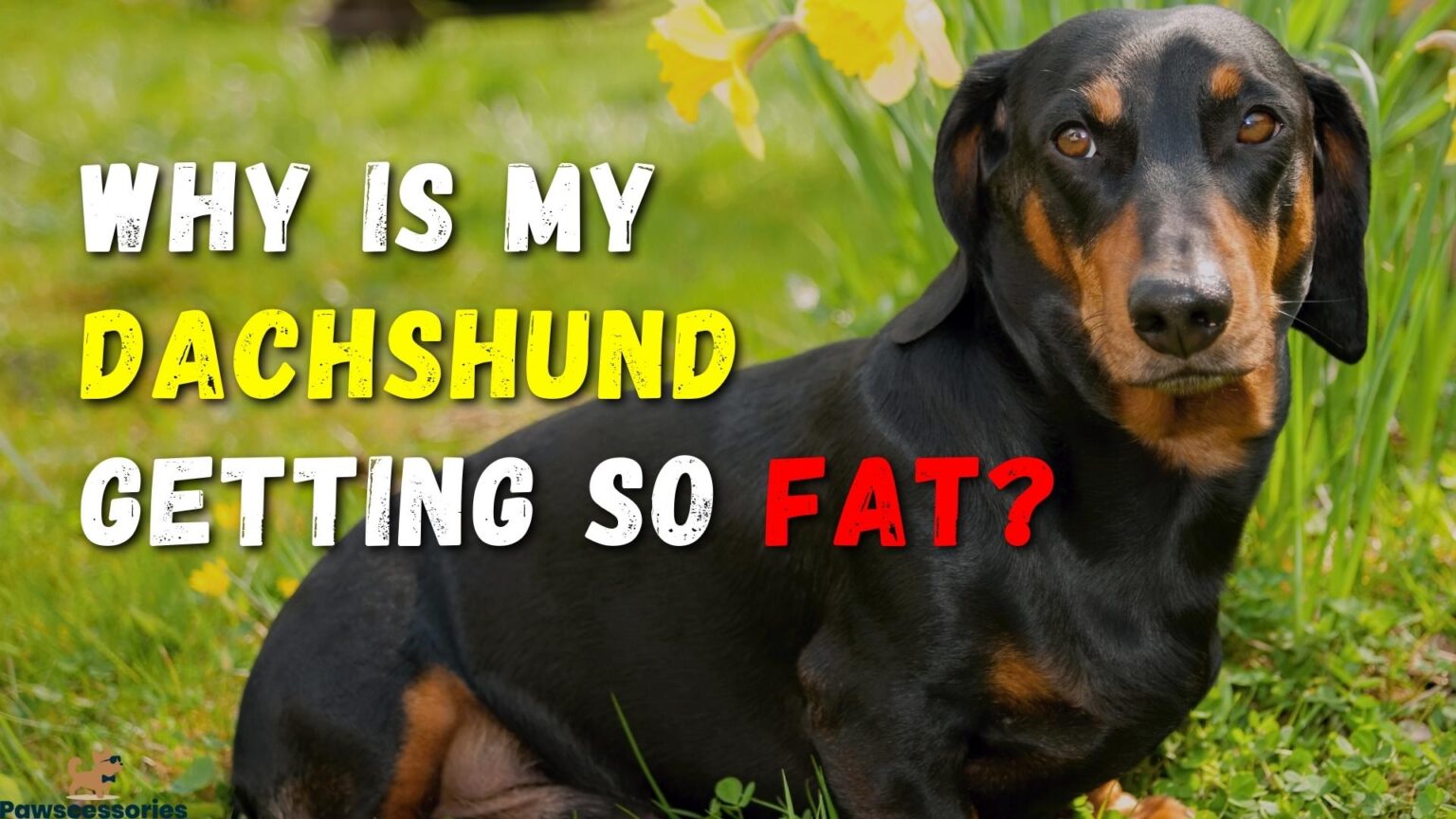 Why Is My Dachshund Getting So Fat? Top 6 Reasons + Tips