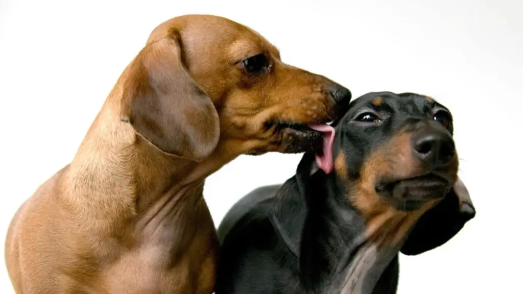 why do dachshunds lick so much