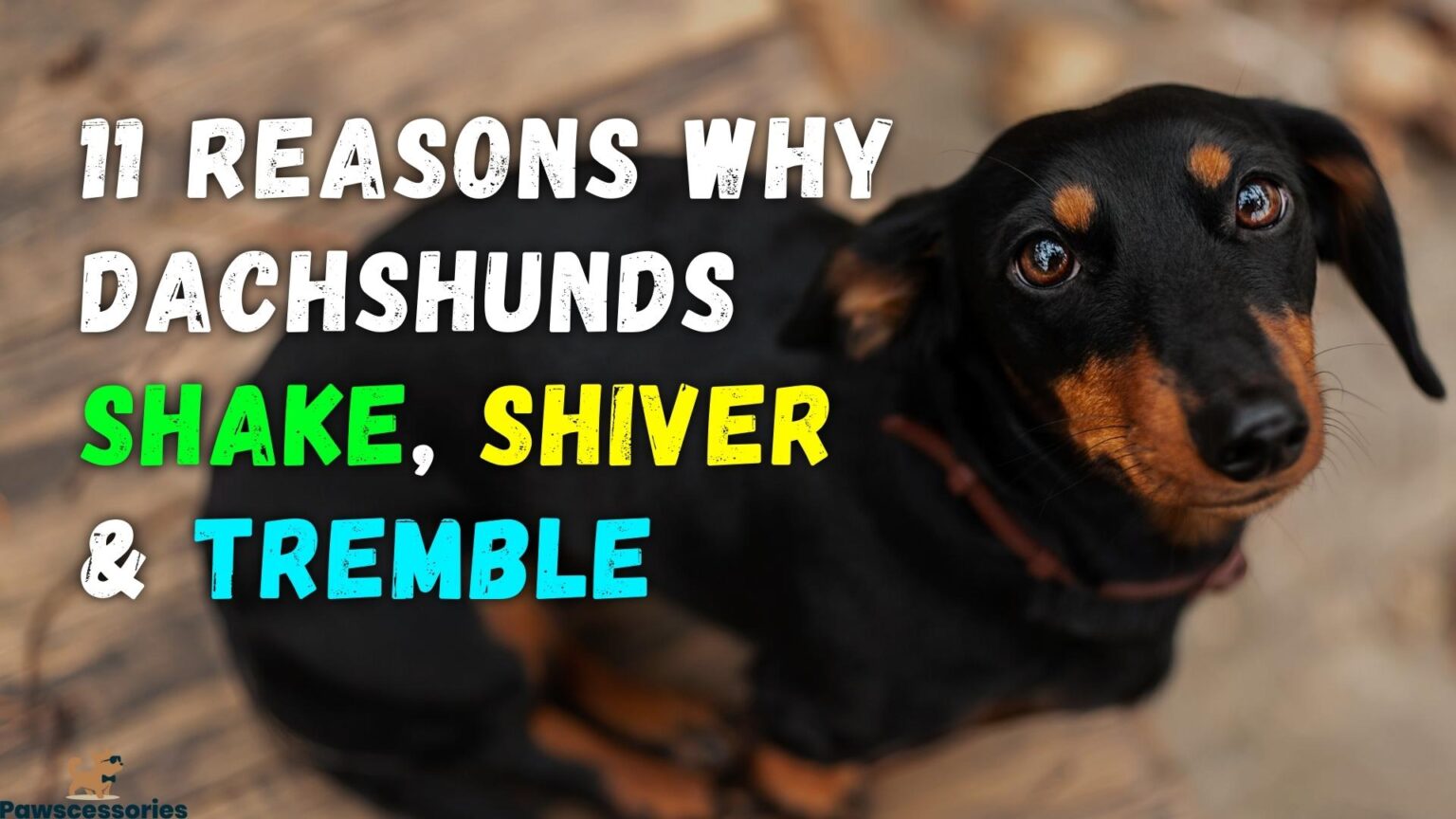 11 Reasons Why Dachshunds Shake, Shiver & Tremble
