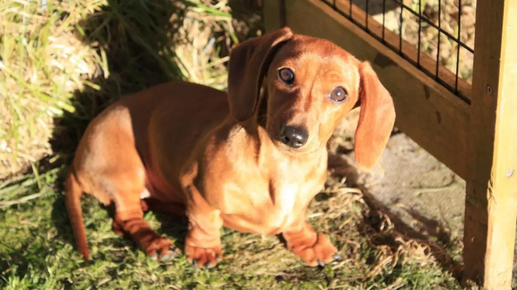 dachshunds scared in barn