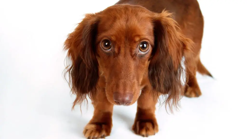 why do dachshunds shake