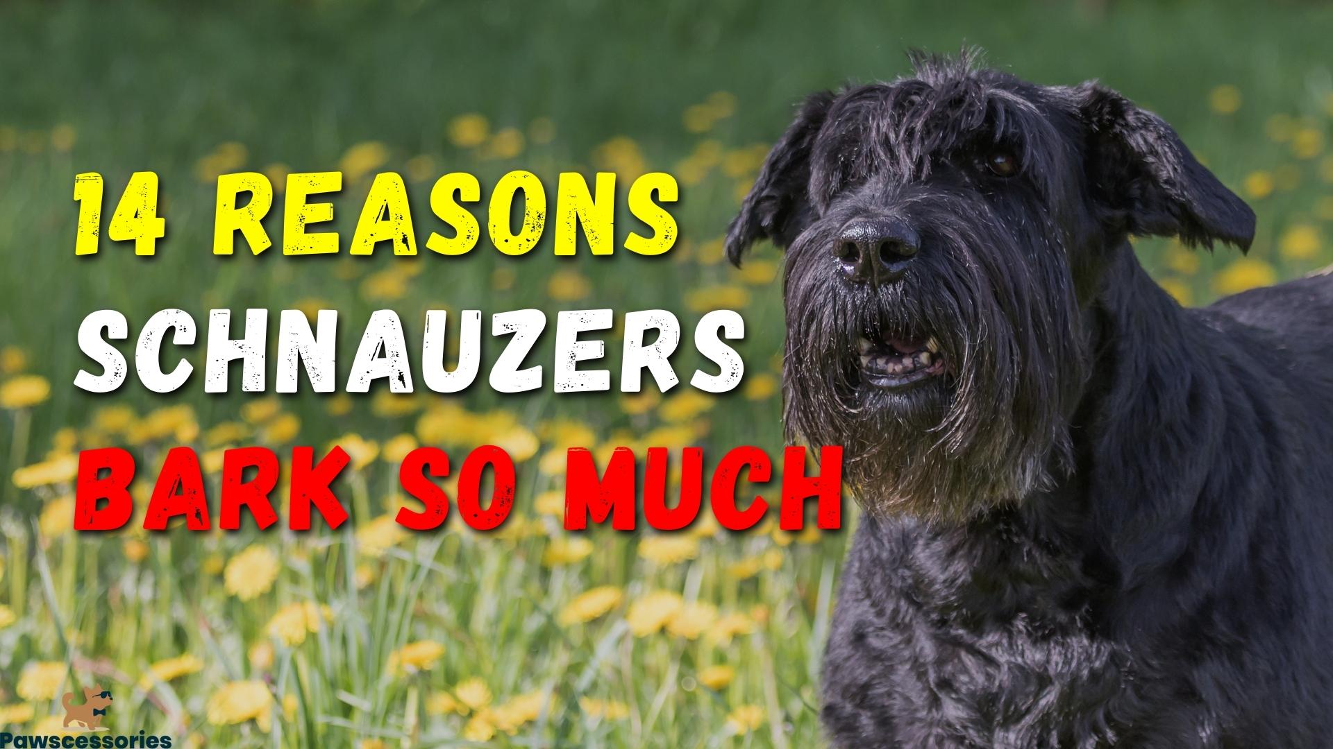 14 Reasons Why Schnauzers Bark So Much + Anti-Bark Tips