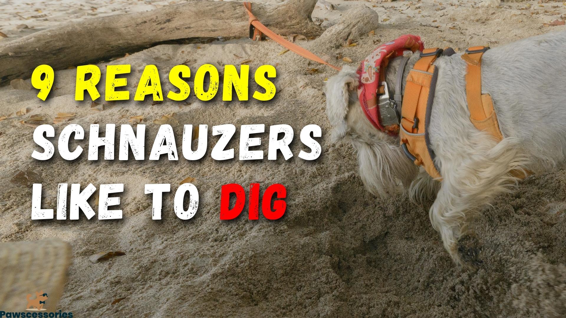 9 Reasons Why Schnauzers Dig + 7 Simple Tips To Stop It