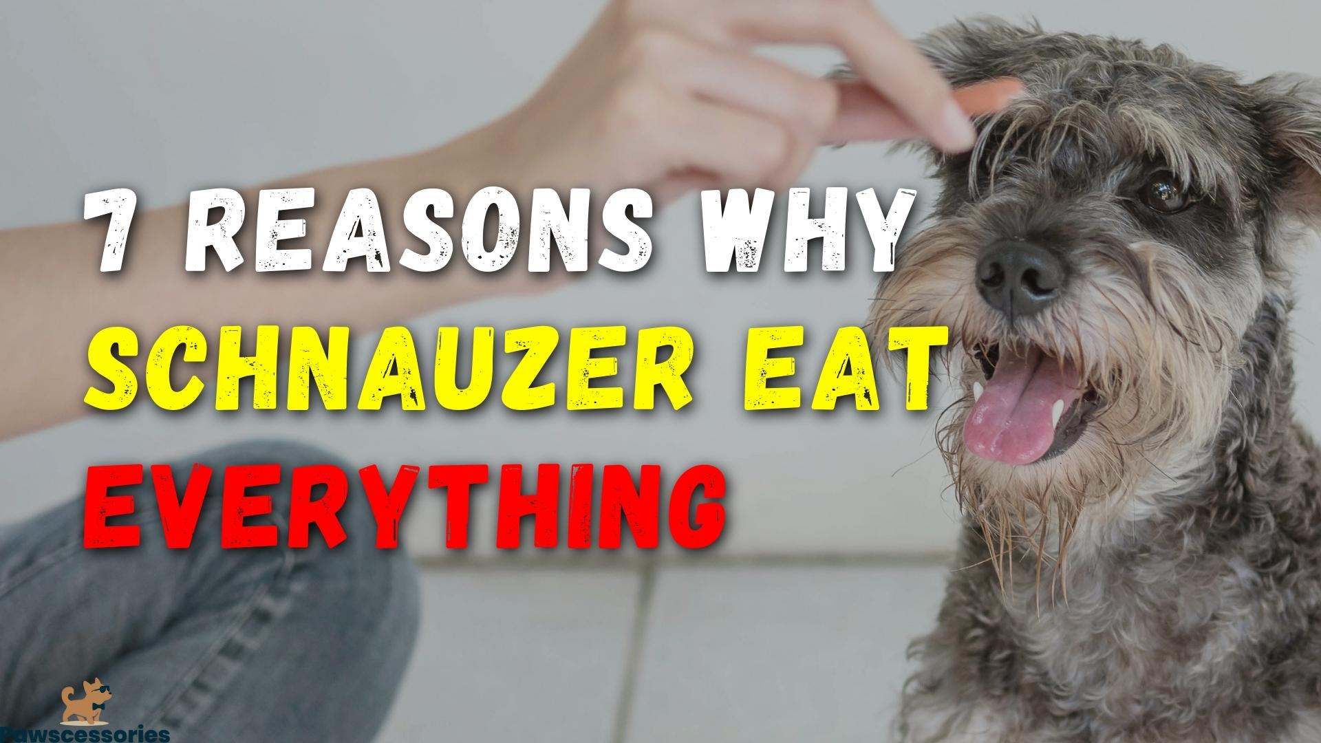7 Reasons Why Your Schnauzer Eats Everything + 5 Tips