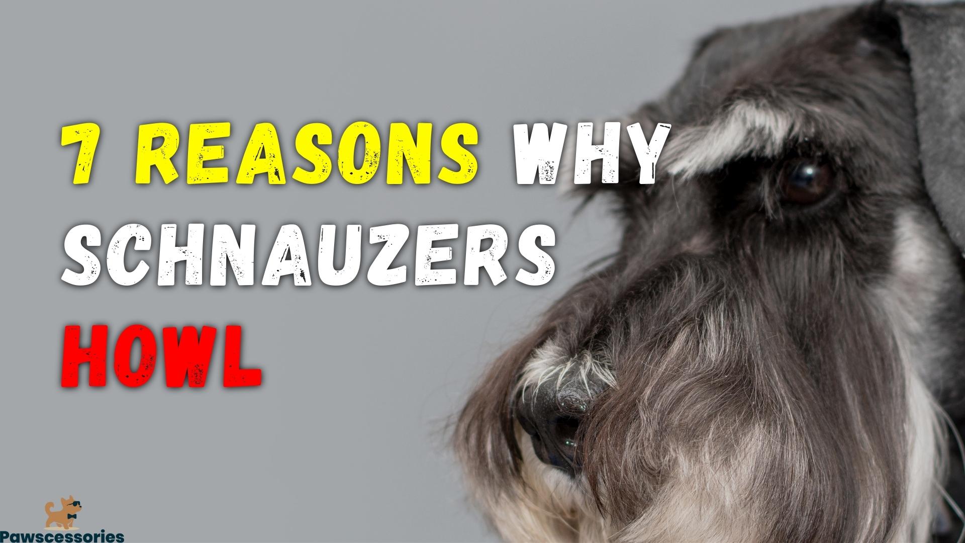 7 Reasons Why Schnauzers Howl + 4 Tips To Stop It