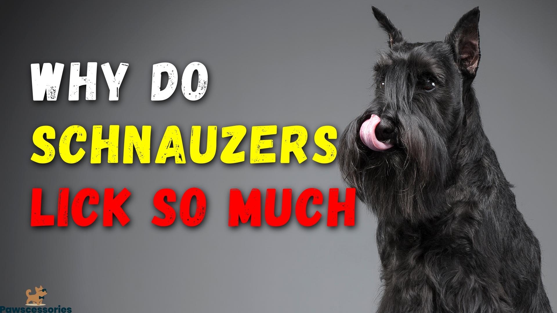 17 Surprising Reasons Why Schnauzers Lick So Much + Tips