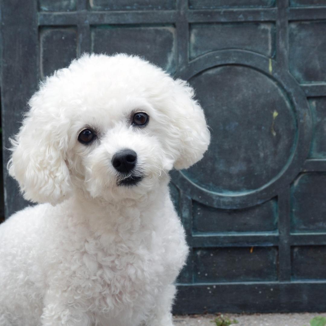 51 Dog Breeds That Don’t Shed (Hypoallergenic Dogs)