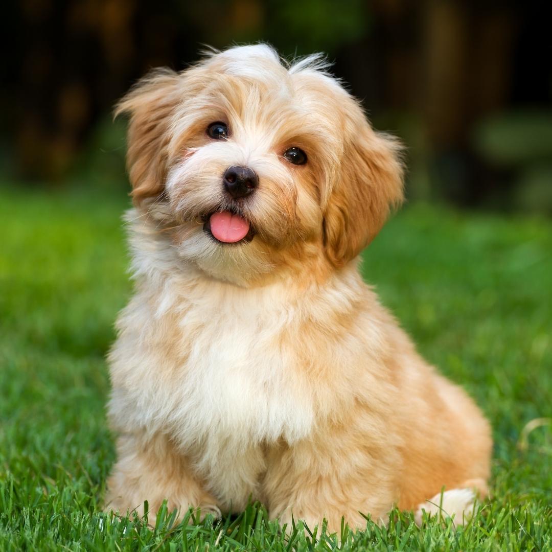 51 Dog Breeds That Don’t Shed (Hypoallergenic Dogs)
