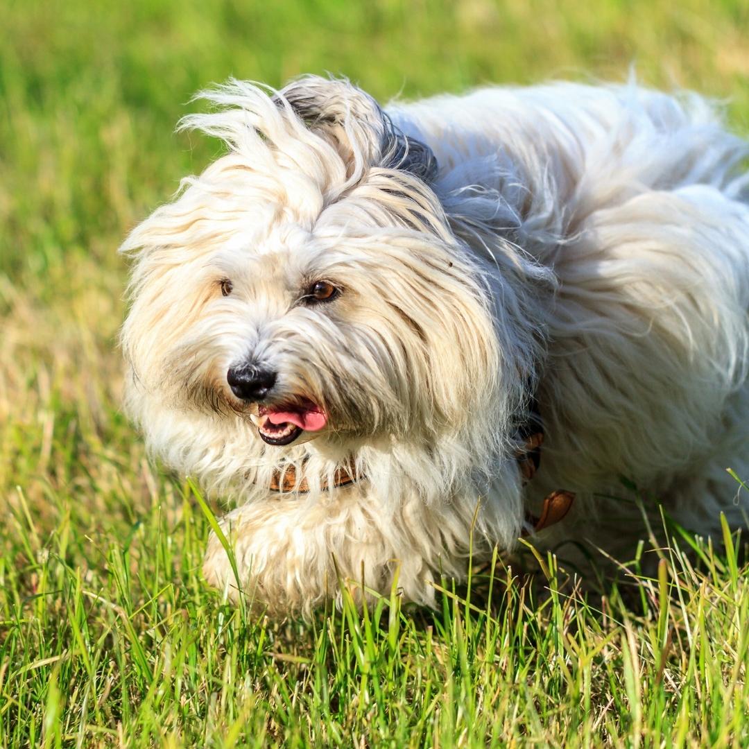 51 Dog Breeds That Don’t Shed (Hypoallergenic Dogs)