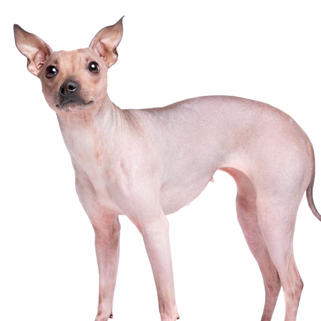 51 Dog Breeds That Don’t Shed (Hypoallergenic Dogs)