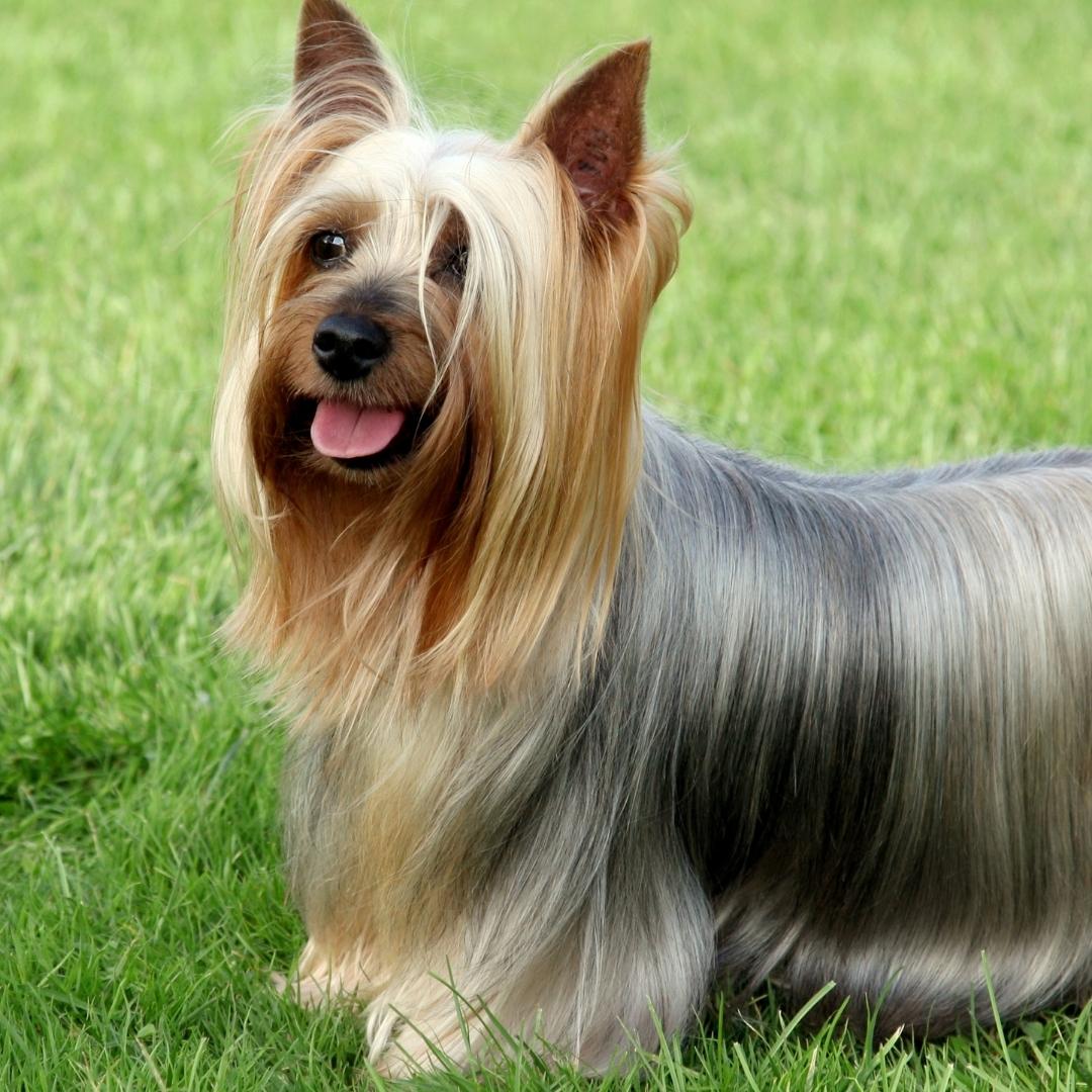 51 Dog Breeds That Don’t Shed (Hypoallergenic Dogs)