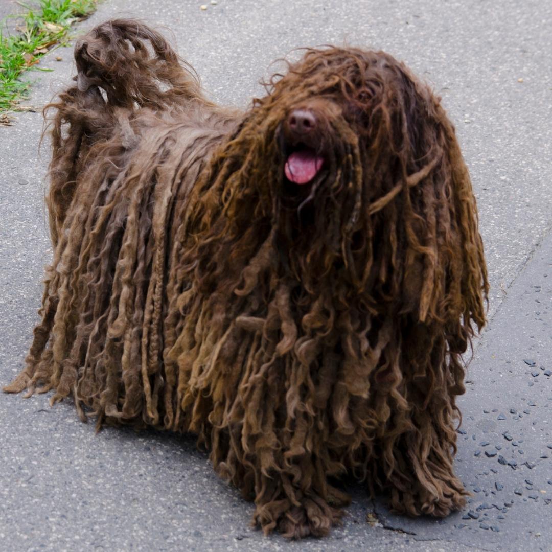 51 Dog Breeds That Don’t Shed (Hypoallergenic Dogs)