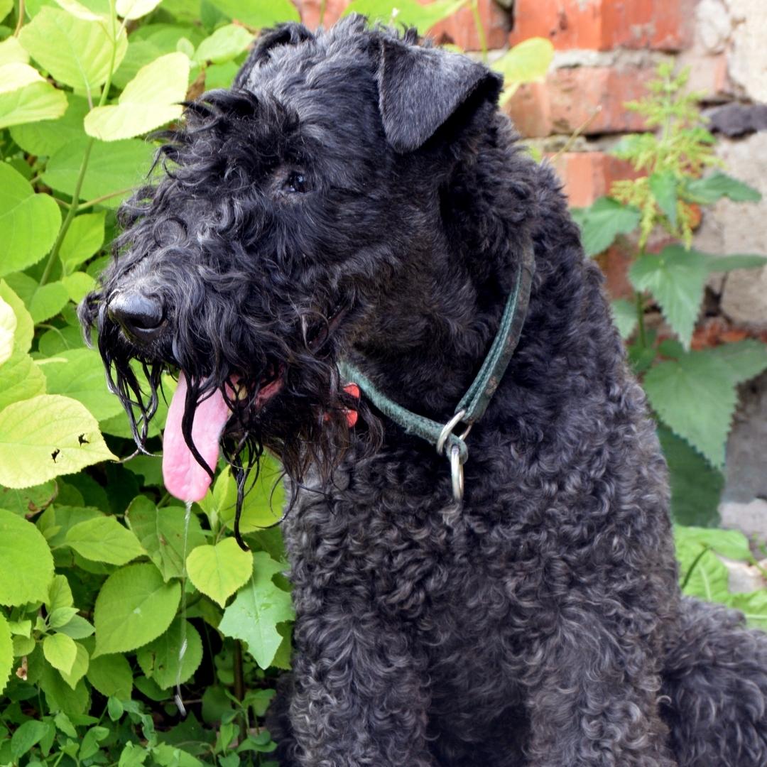 51 Dog Breeds That Don’t Shed (Hypoallergenic Dogs)