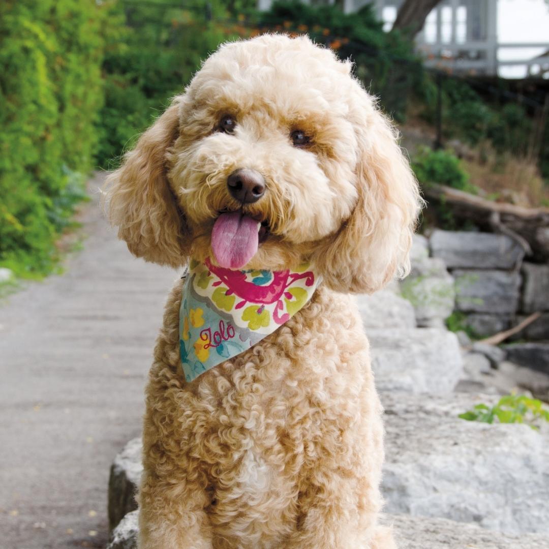 51 Dog Breeds That Don’t Shed (Hypoallergenic Dogs)
