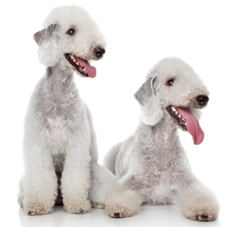 51 Dog Breeds That Don’t Shed (Hypoallergenic Dogs)