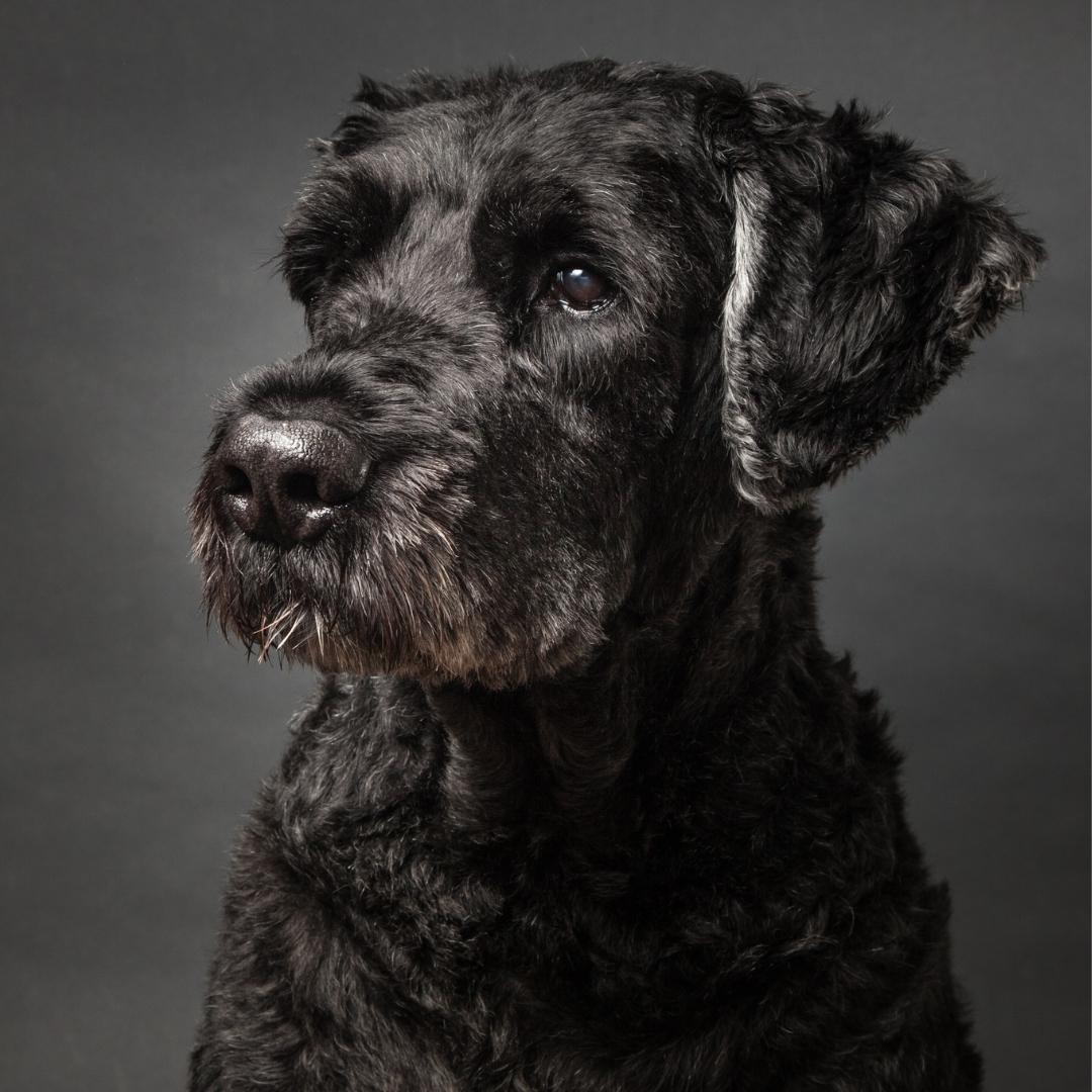 Bouvier Des Flandres