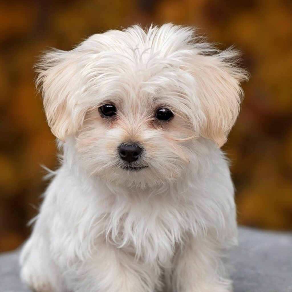 maltese