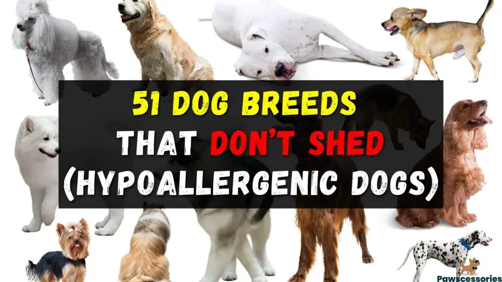 51 Dog Breeds That Don’t Shed (Hypoallergenic Dogs)