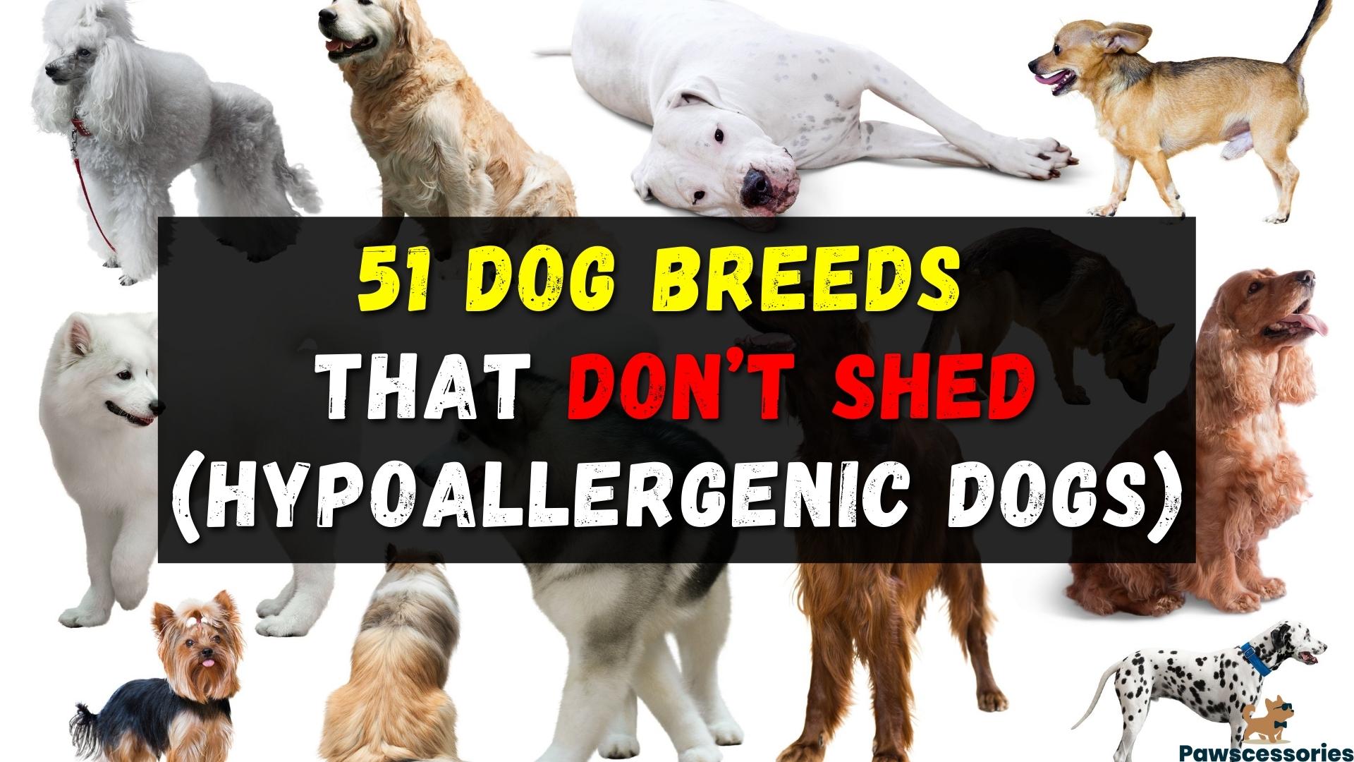 51 Dog Breeds That Don’t Shed (Hypoallergenic Dogs)