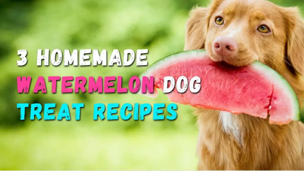 Homemade watermelon dog treats
