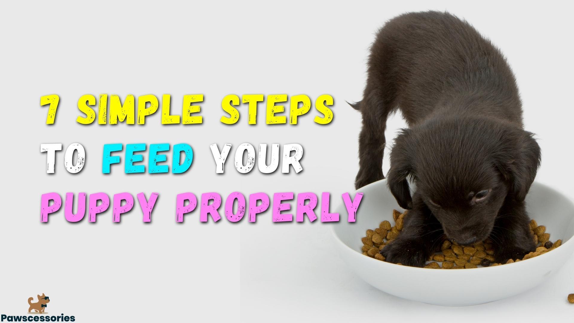 7 Simple Steps To Feeding Your Puppy (#4 Is Crucial)