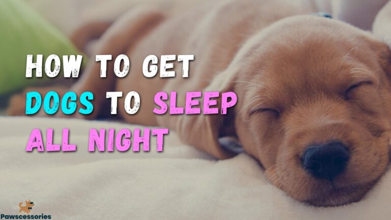 13-ways-to-get-your-dog-sleeping-all-night-5-works