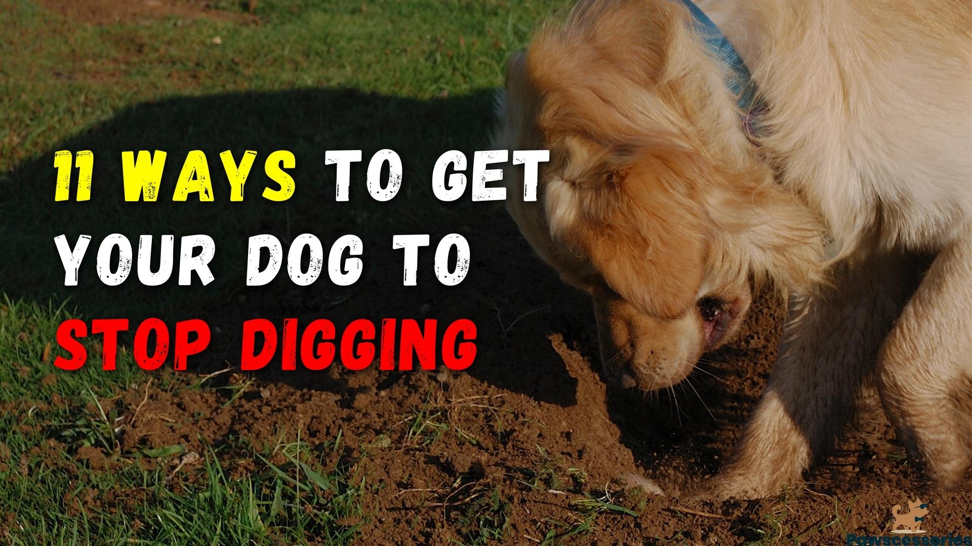 11 Ways To Get Your Dog To Stop Digging (#6 Is Hilarious)
