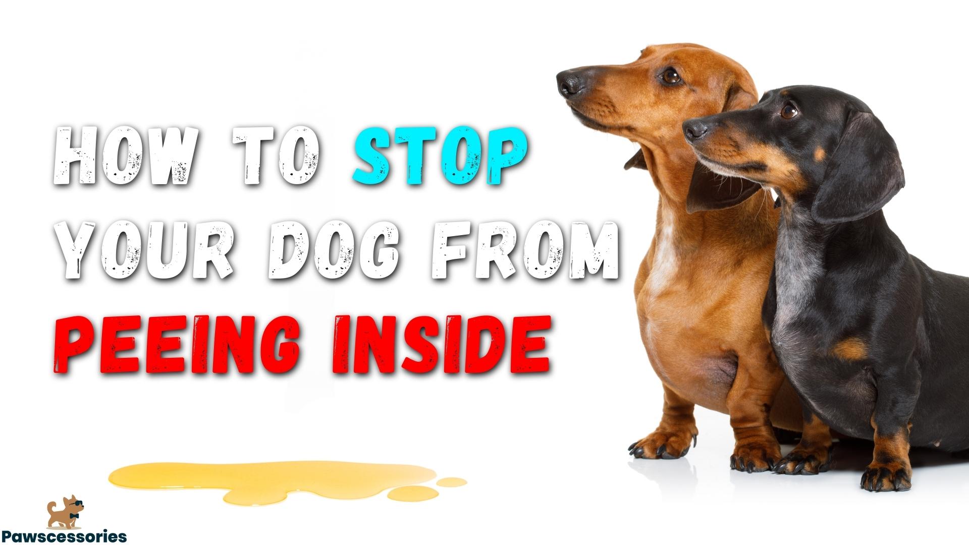 12 Tips To Get Your Dog To Stop Peeing Inside (#5 Works)