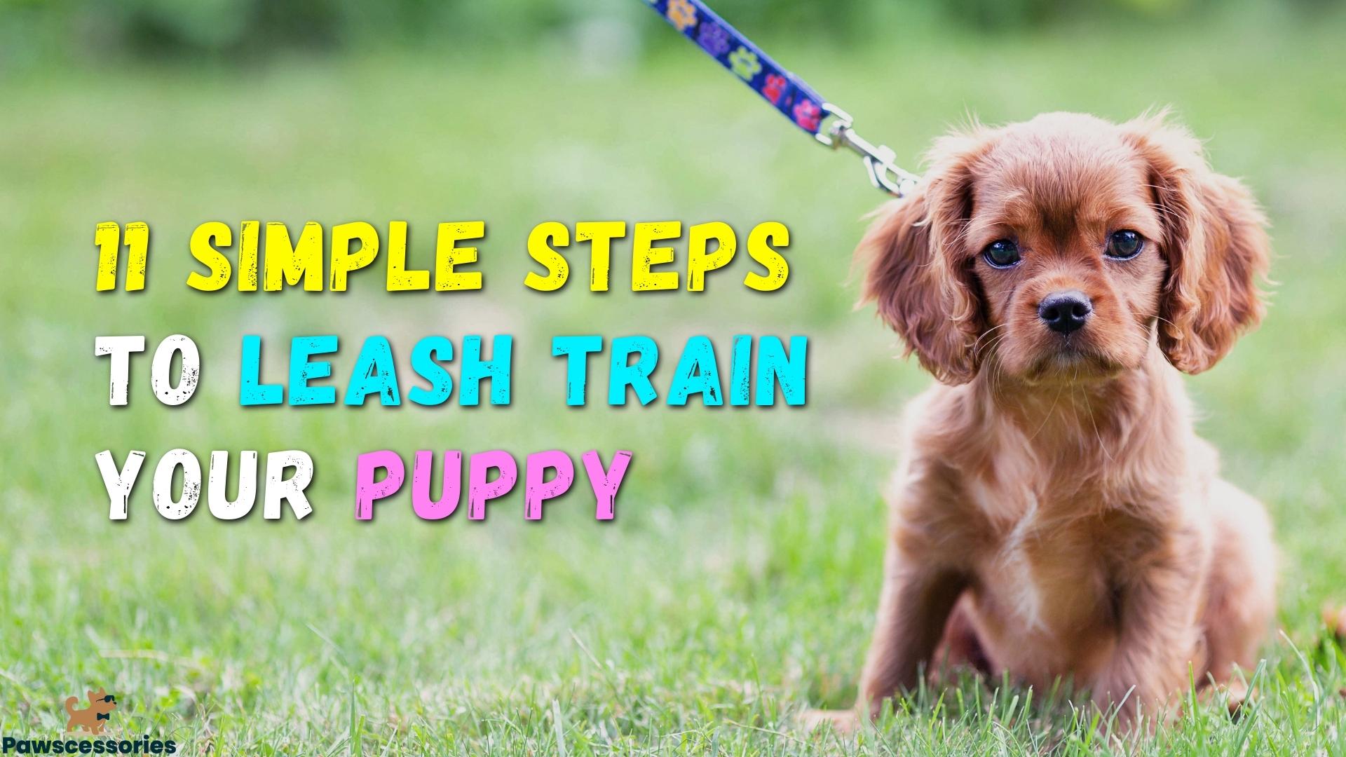 11 Simple Steps To Leash Train A Puppy (#9 Is Key)