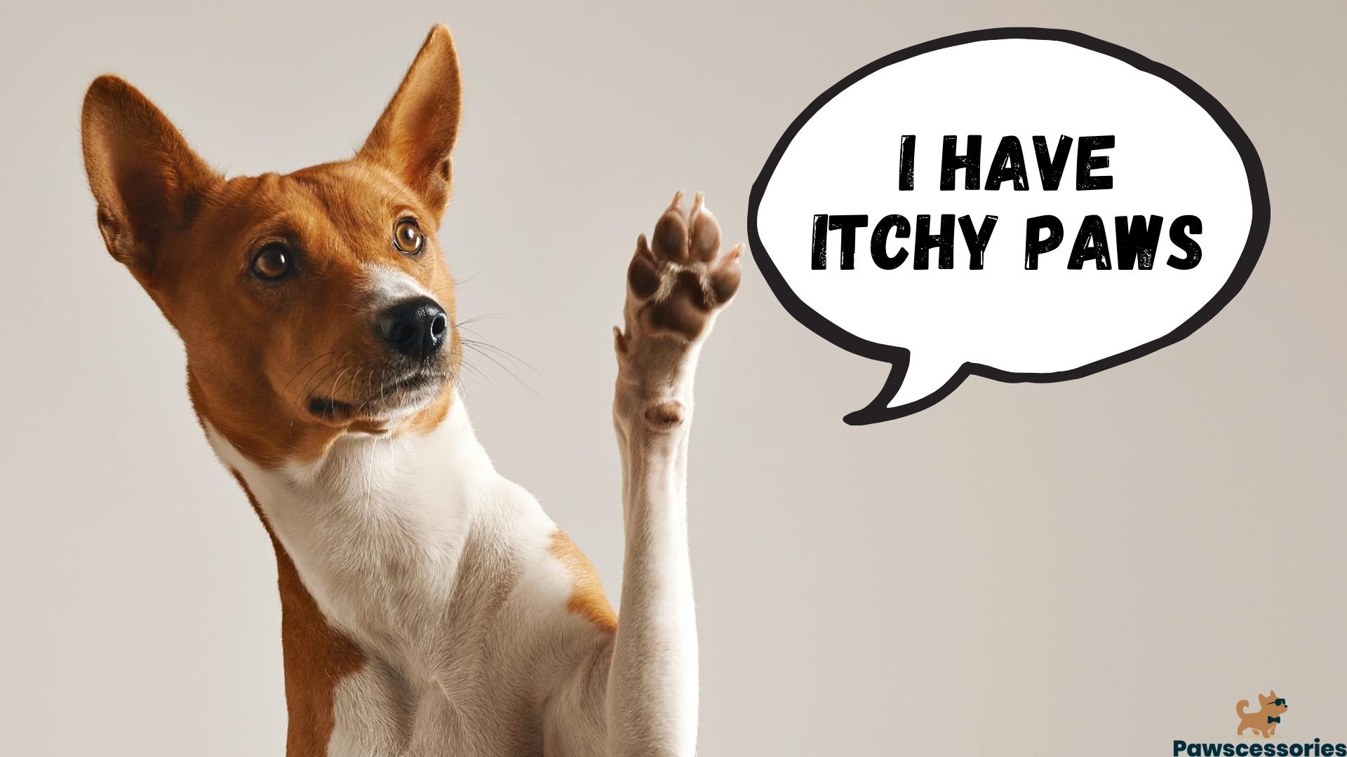 12 Reasons Dogs Lick & Chew Their Paws + Prevention Tips