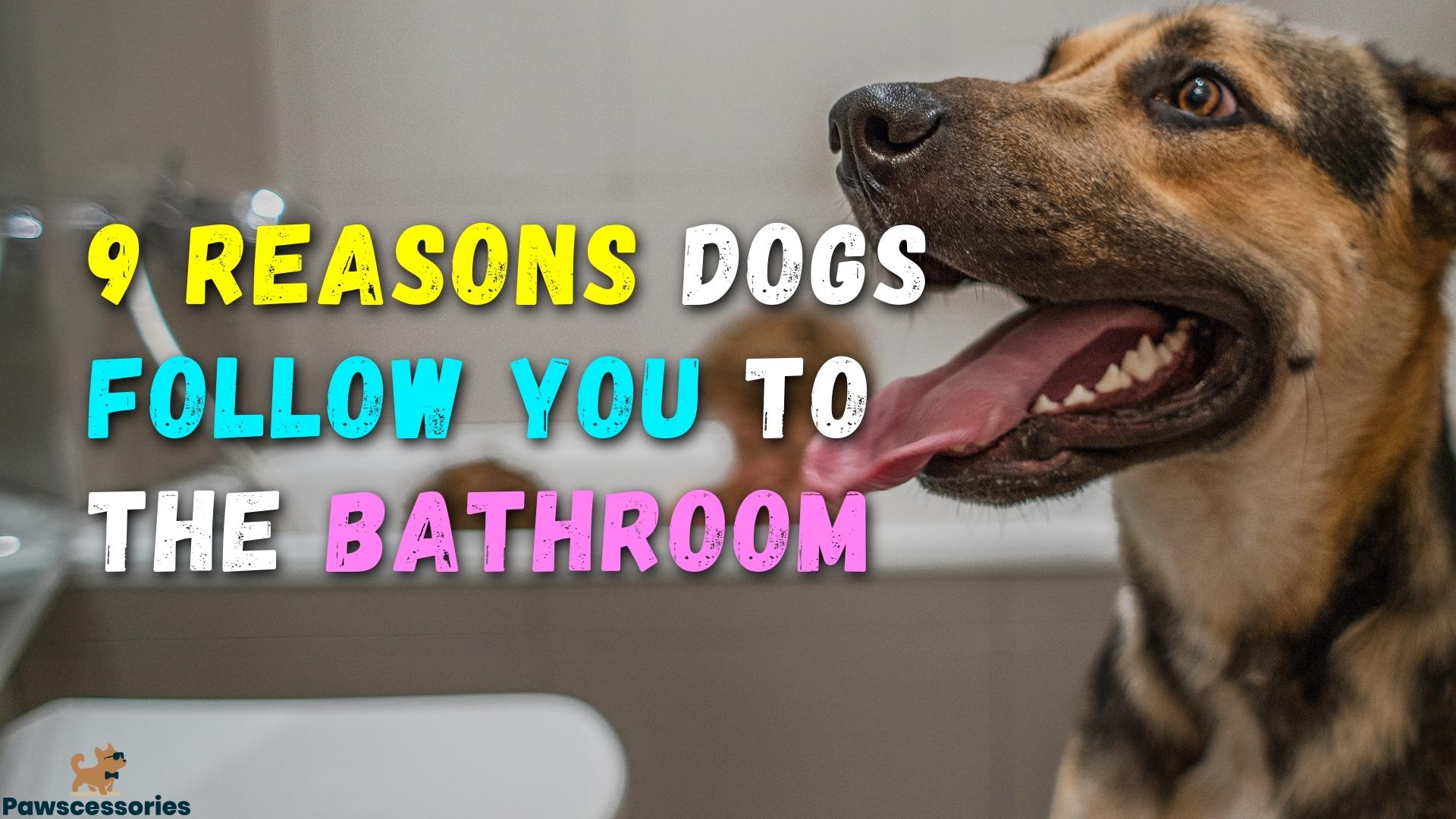 9 Reasons Dogs Follow You To The Bathroom
