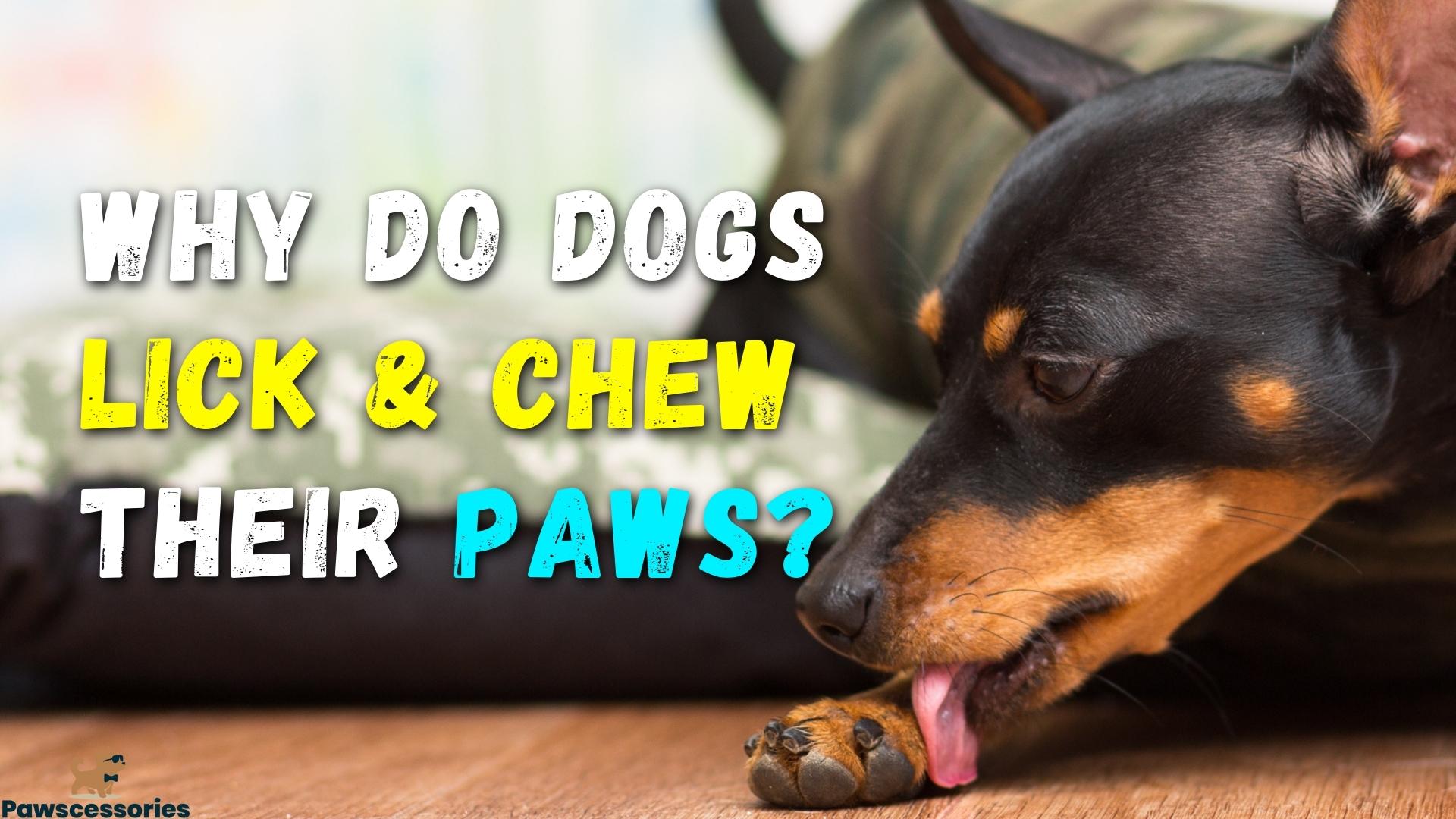 12 Reasons Dogs Lick & Chew Their Paws + Prevention Tips